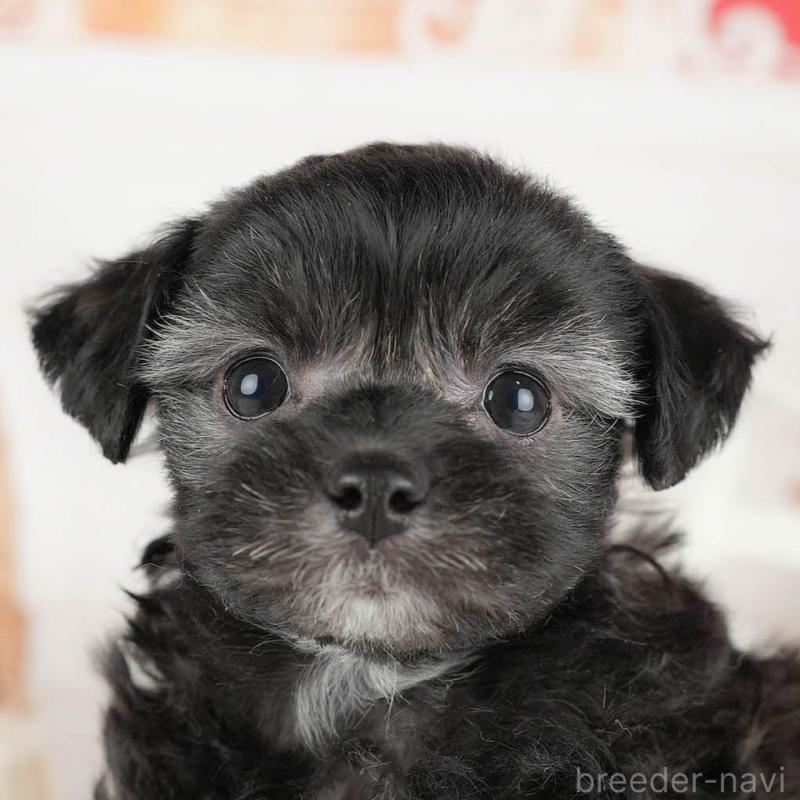 成約済の茨城県のミックス犬-446114の8枚目