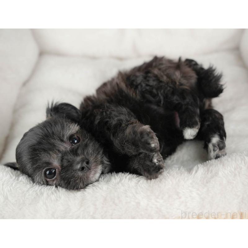 成約済の茨城県のミックス犬-446114の7枚目