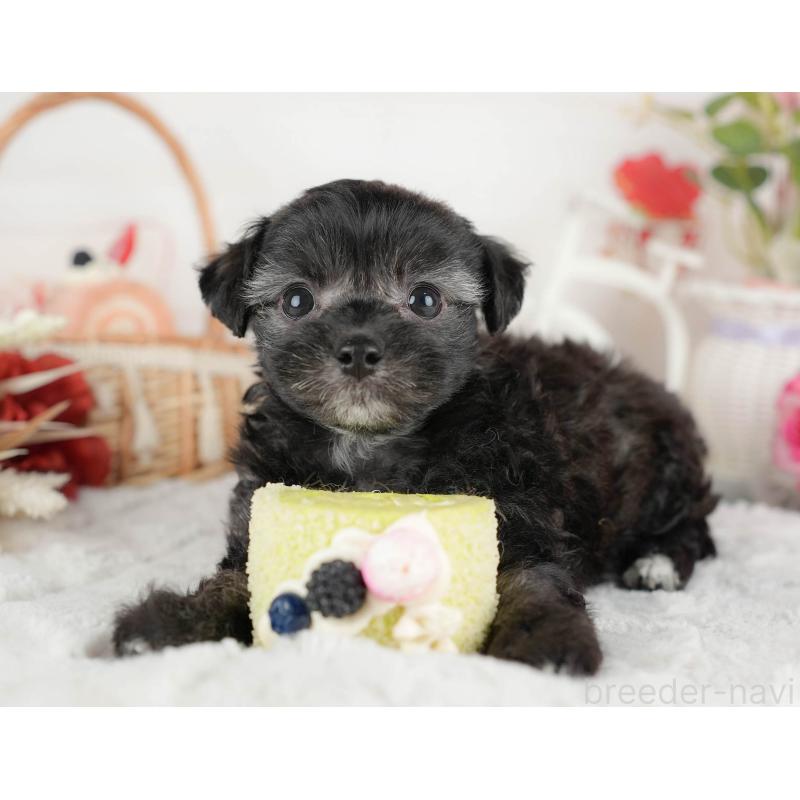 成約済の茨城県のミックス犬-446114の4枚目