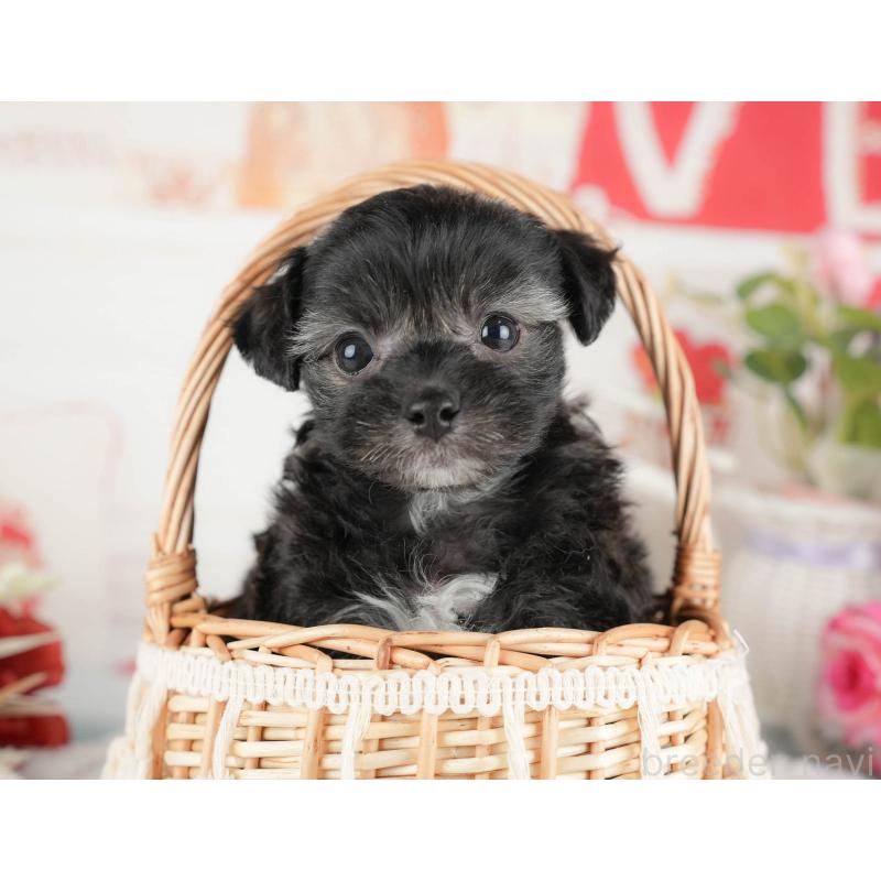 成約済の茨城県のミックス犬-446114の3枚目