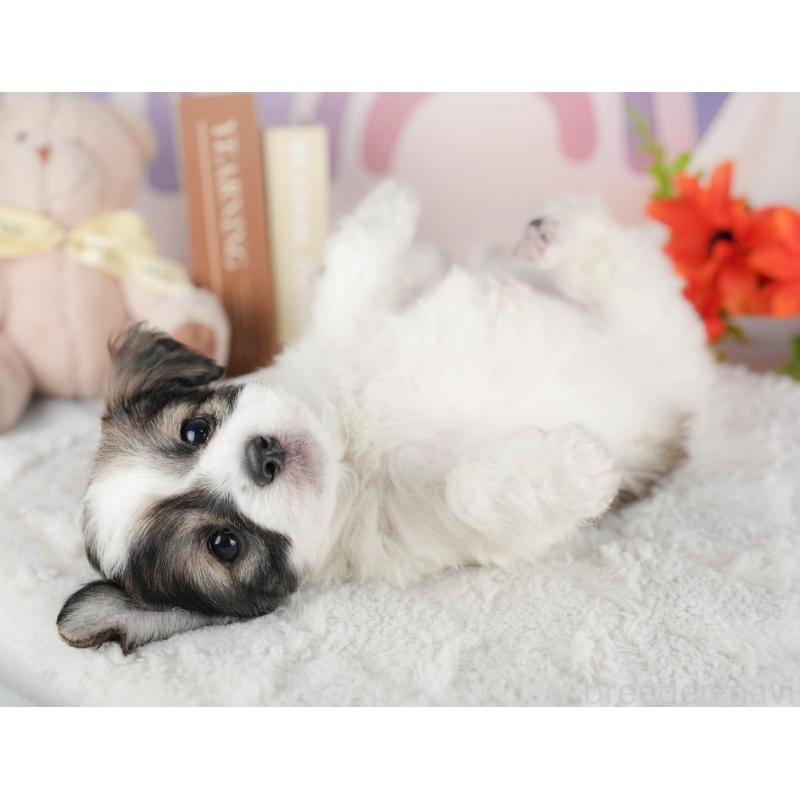 成約済の茨城県のミックス犬-446113の7枚目