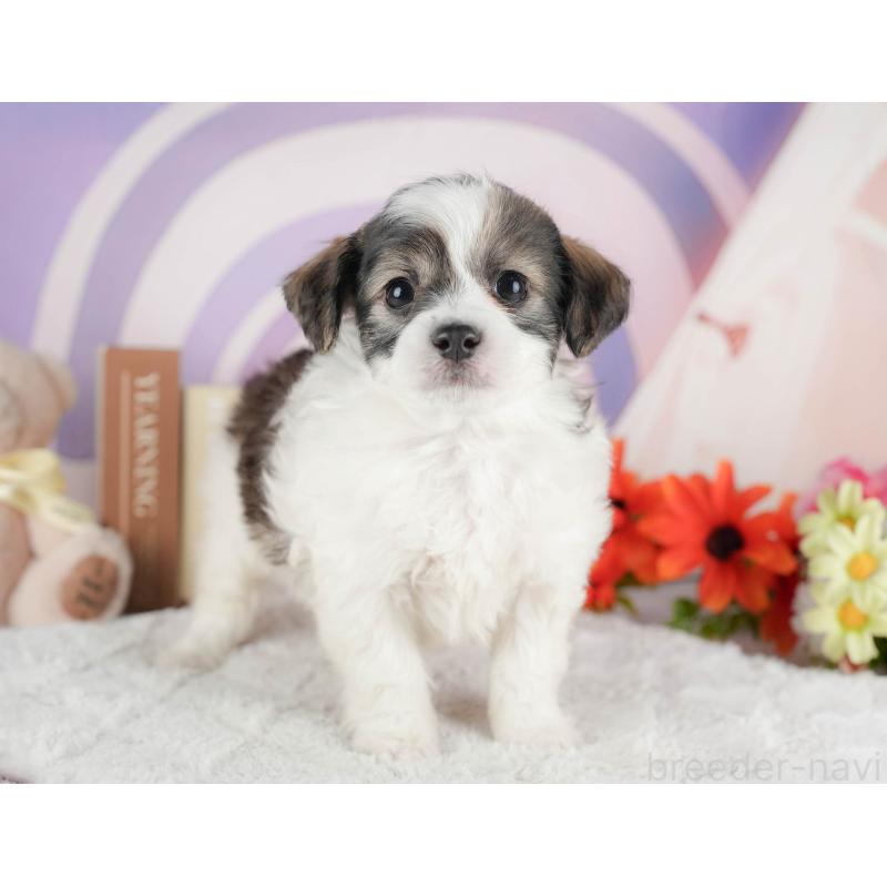 成約済の茨城県のミックス犬-446113の5枚目