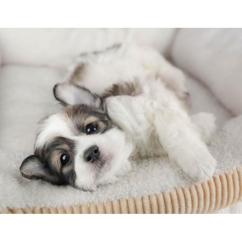 成約済の茨城県のミックス犬-446113の4枚目