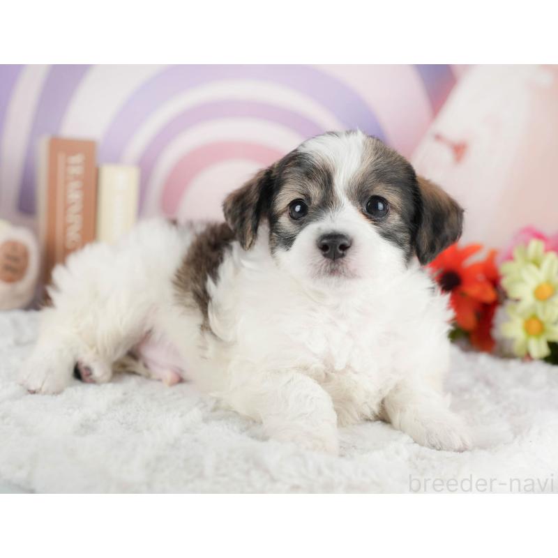 成約済の茨城県のミックス犬-446113の3枚目