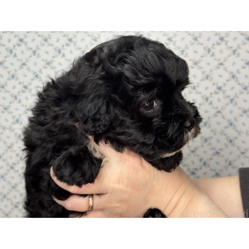 販売中の東京都のマルプー:マルチーズ×トイプードル-446092の5枚目