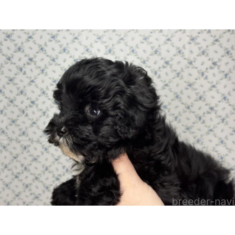 販売中の東京都のマルプー:マルチーズ×トイプードル-446092の4枚目