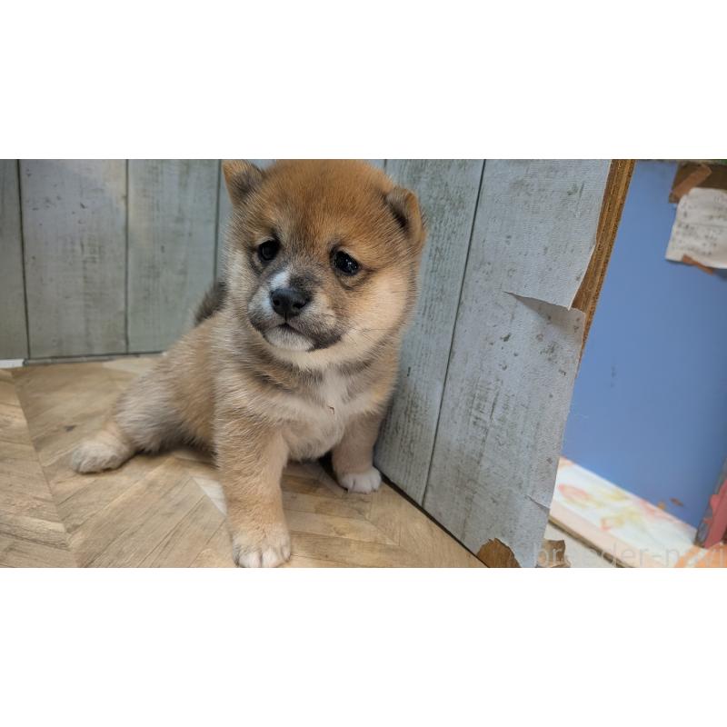 販売中の熊本県の豆柴-440085の17枚目