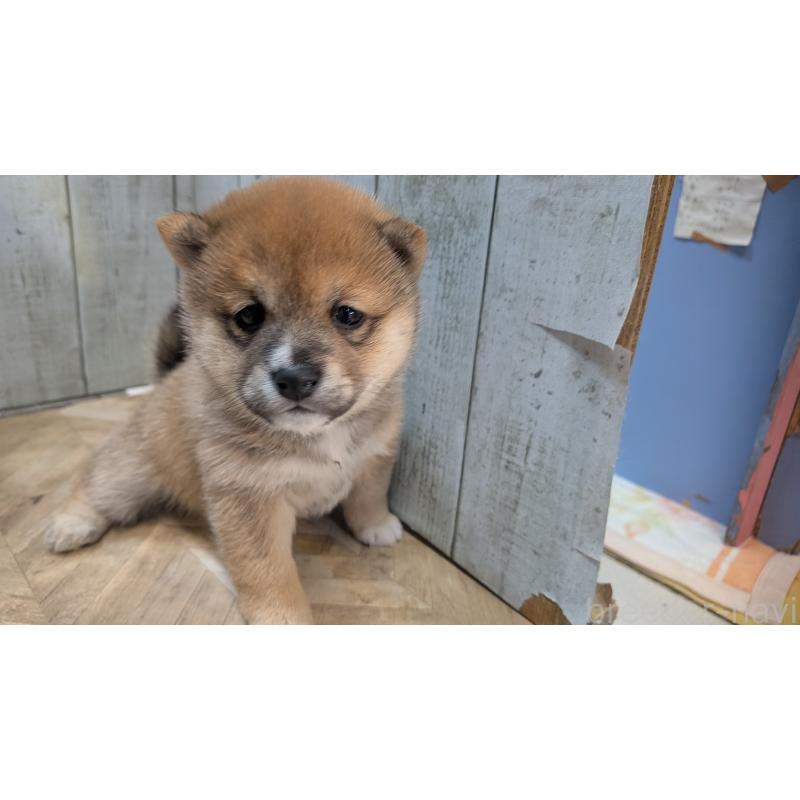 販売中の熊本県の豆柴-440085の16枚目