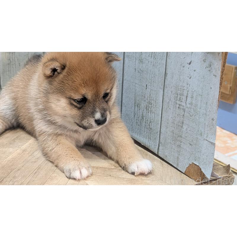 販売中の熊本県の豆柴-440085の15枚目