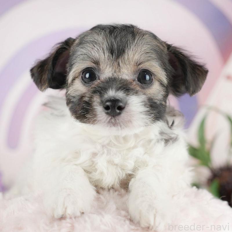 成約済ののミックス犬-446112