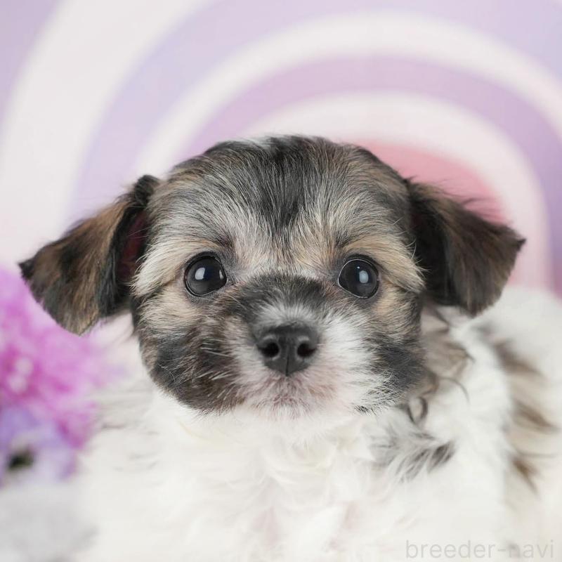 成約済の茨城県のミックス犬-446112の8枚目