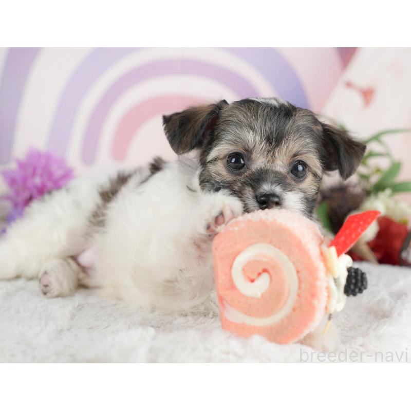 成約済の茨城県のミックス犬-446112の7枚目