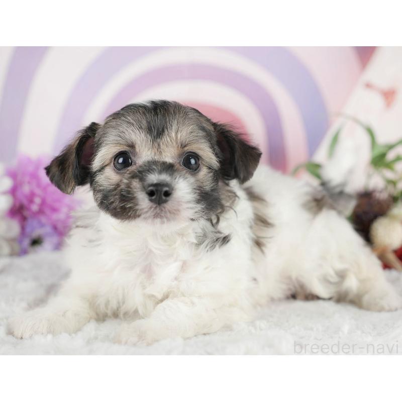 成約済の茨城県のミックス犬-446112の6枚目