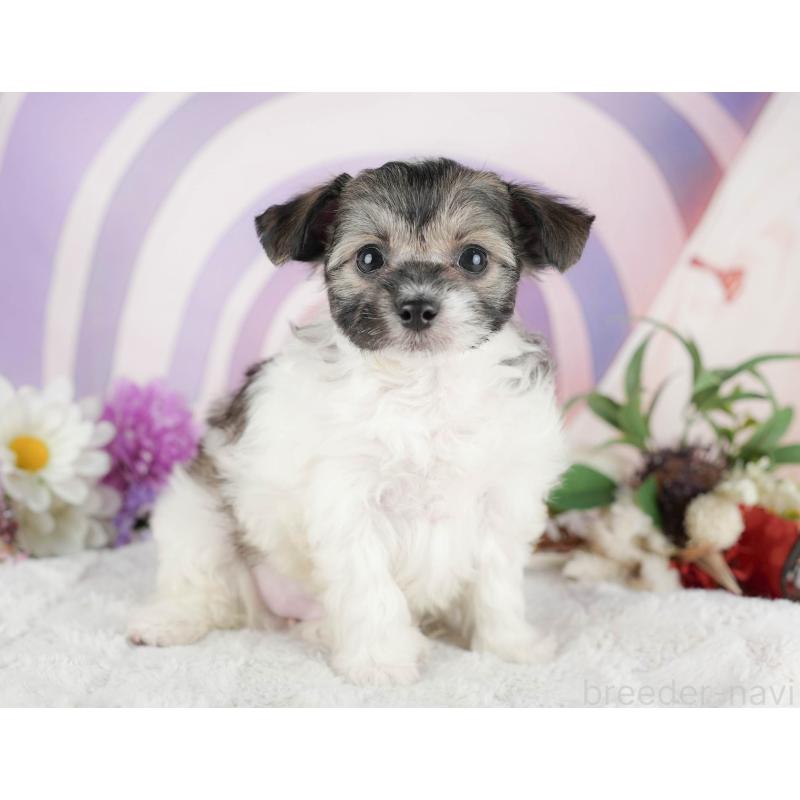 成約済の茨城県のミックス犬-446112の5枚目