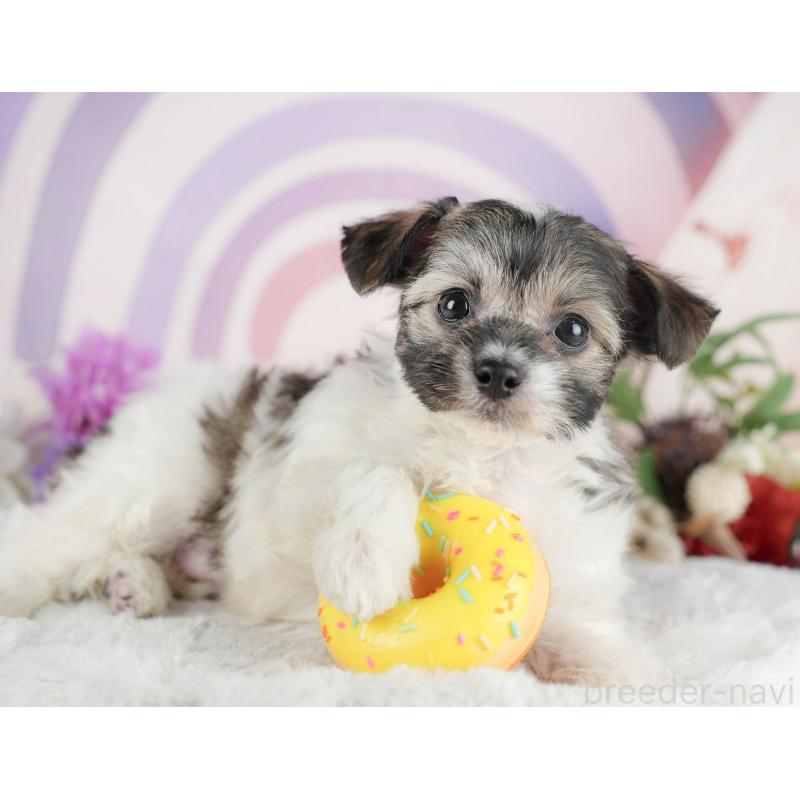 成約済の茨城県のミックス犬-446112の4枚目