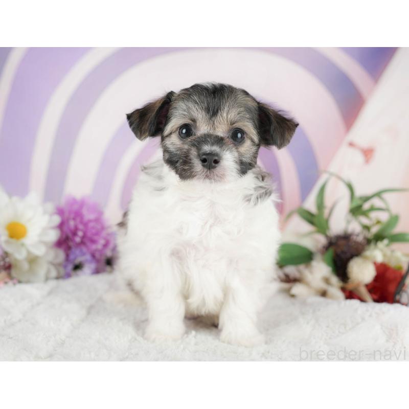 成約済の茨城県のミックス犬-446112の3枚目