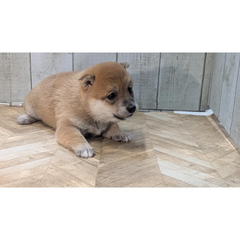 販売中の熊本県の豆柴-440782の14枚目