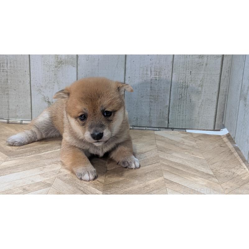 販売中の熊本県の豆柴-440782の13枚目