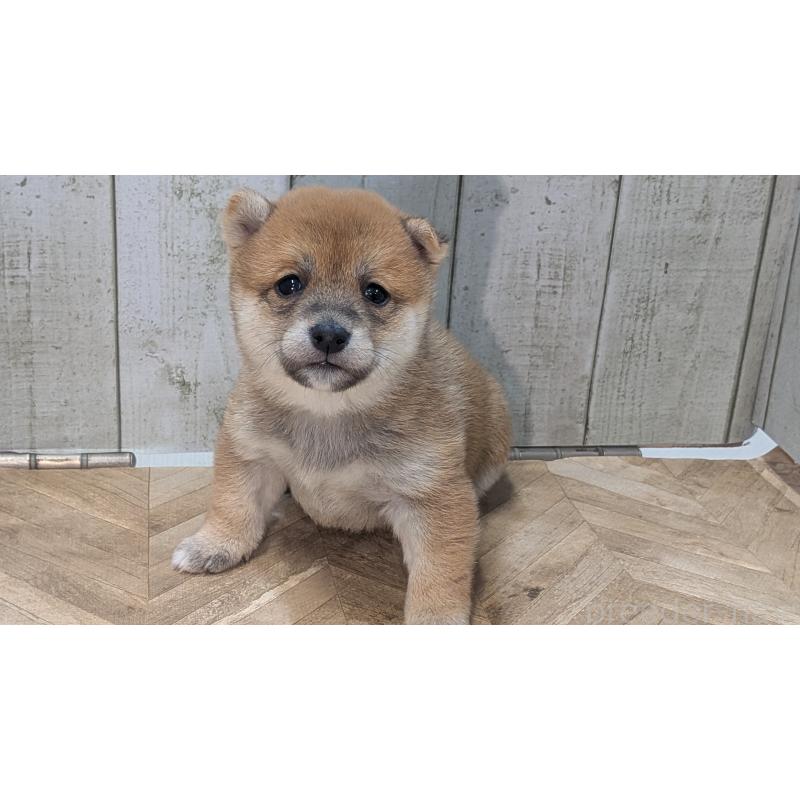 販売中の熊本県の豆柴-440782の12枚目