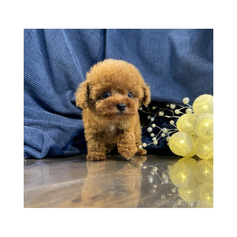 販売中の茨城県のトイプードル-446089の4枚目