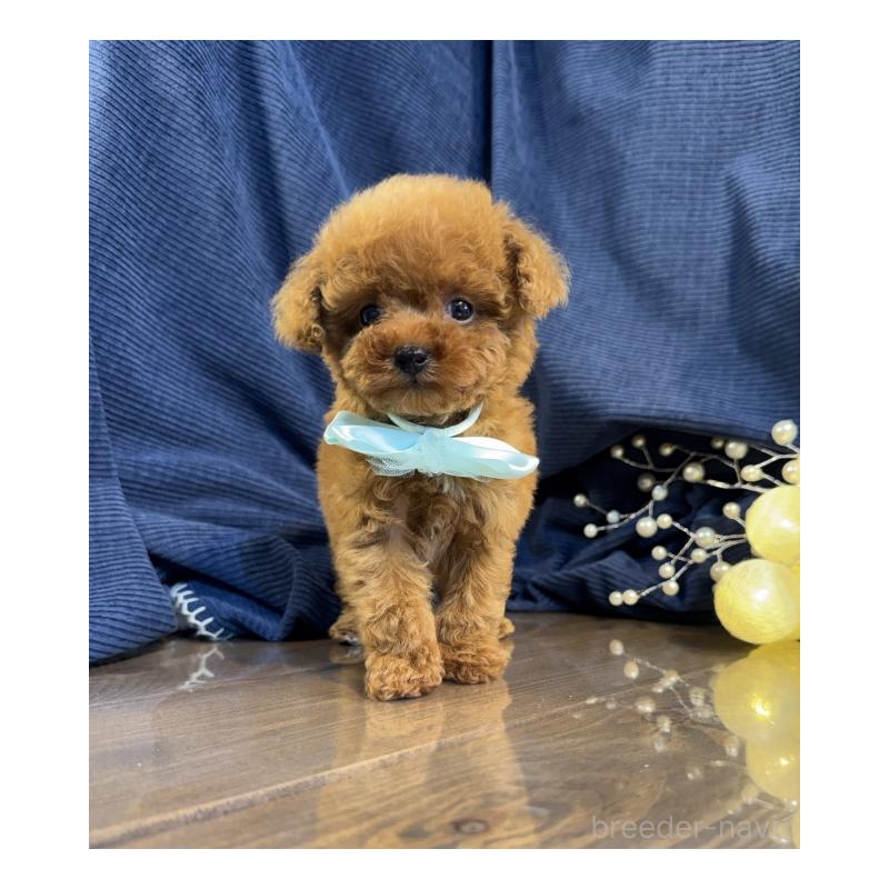 販売中の茨城県のトイプードル-446089の3枚目