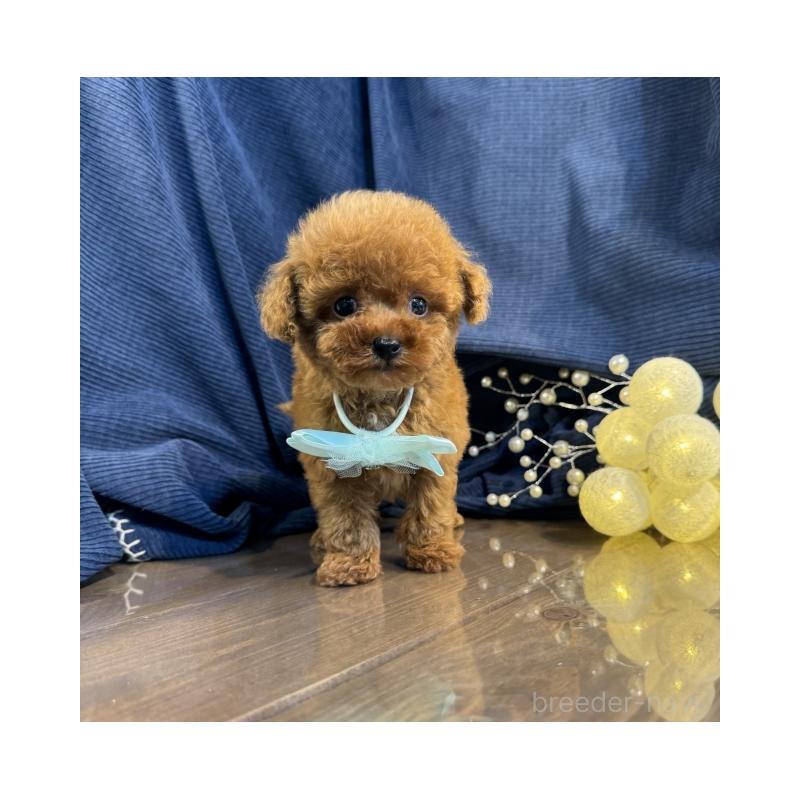 販売中の茨城県のトイプードル-446089の2枚目