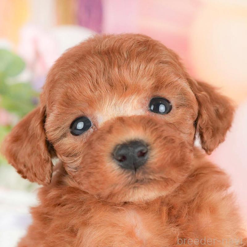 販売中の茨城県のタイニープードル-446111の1枚目