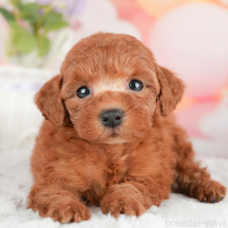 販売中の茨城県のタイニープードル-446111の8枚目