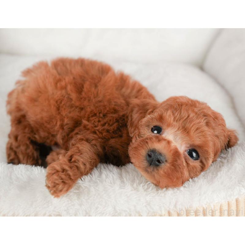 販売中の茨城県のタイニープードル-446111の7枚目