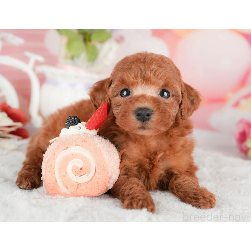 販売中の茨城県のタイニープードル-446111の5枚目