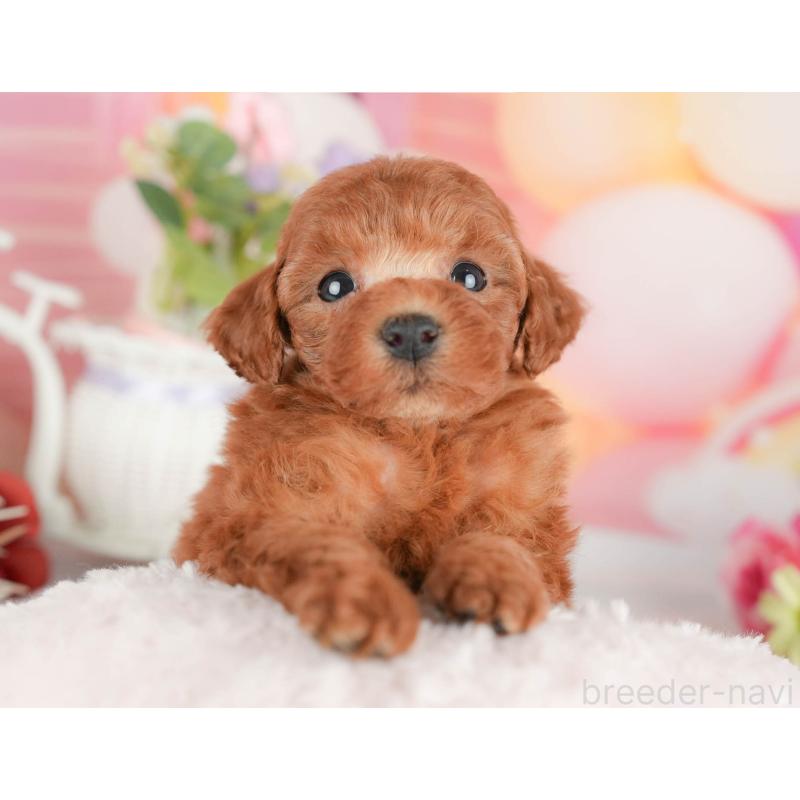 販売中の茨城県のタイニープードル-446111の4枚目