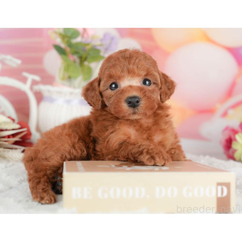 販売中の茨城県のタイニープードル-446111の3枚目