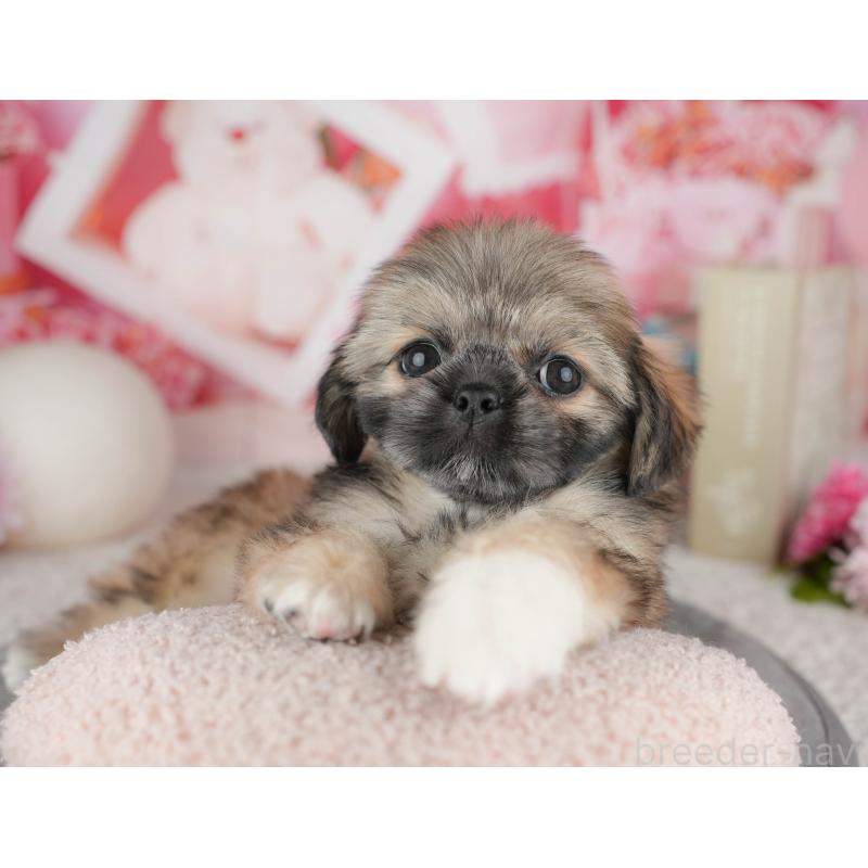 販売中の千葉県のミックス犬-446670