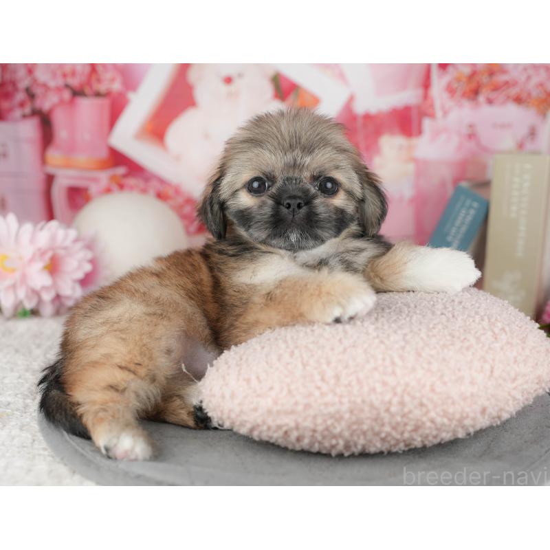 販売中の千葉県のミックス犬-446670の11枚目