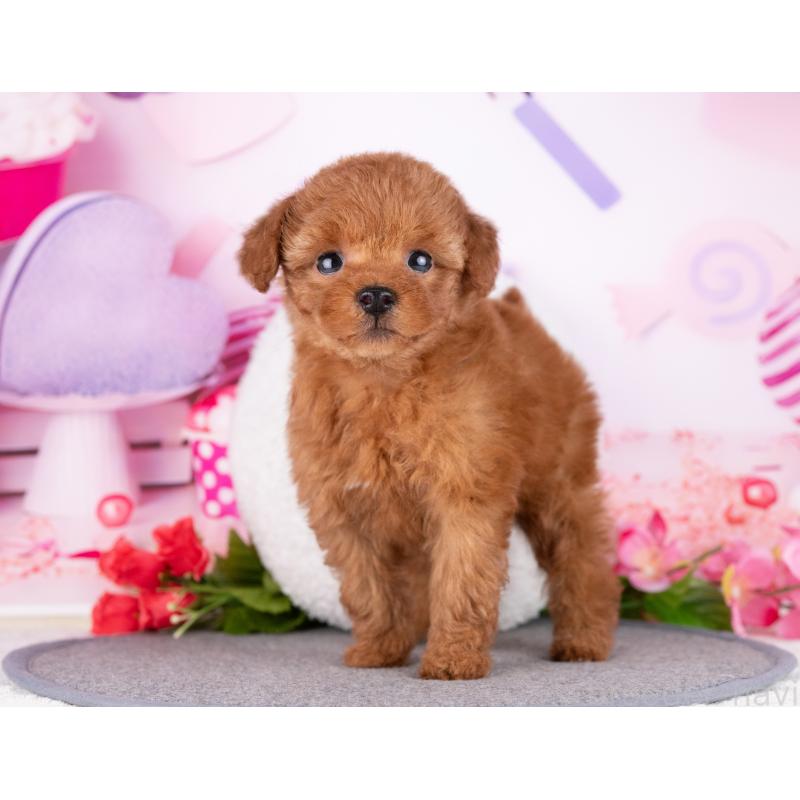 販売中の岐阜県のトイプードル-446090の7枚目