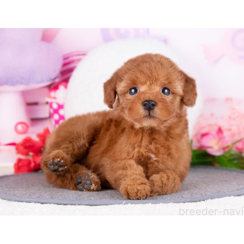 販売中の岐阜県のトイプードル-446090の6枚目