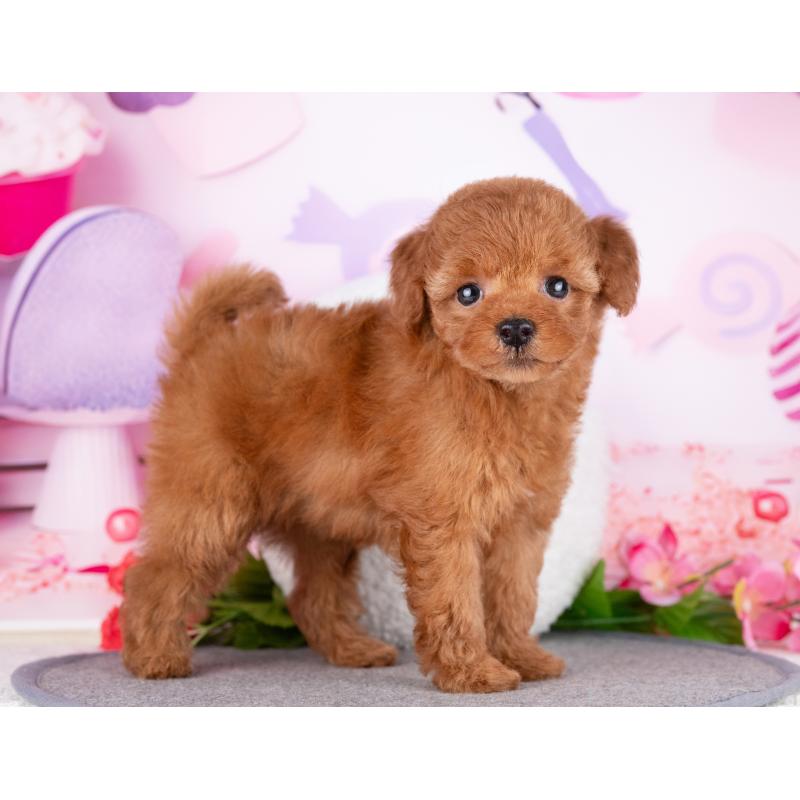 販売中の岐阜県のトイプードル-446090の5枚目