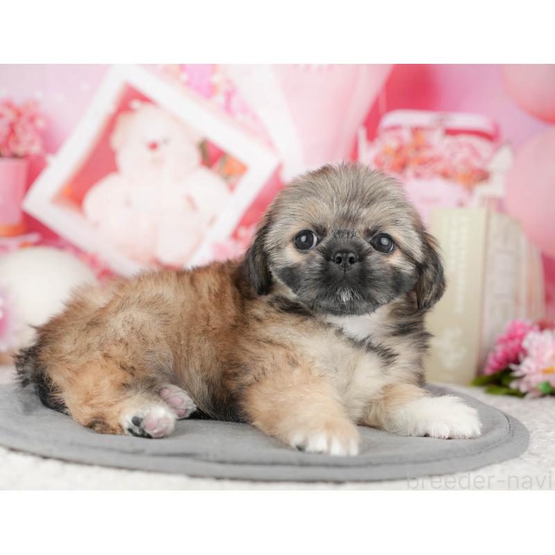 販売中の千葉県のミックス犬-446670の5枚目