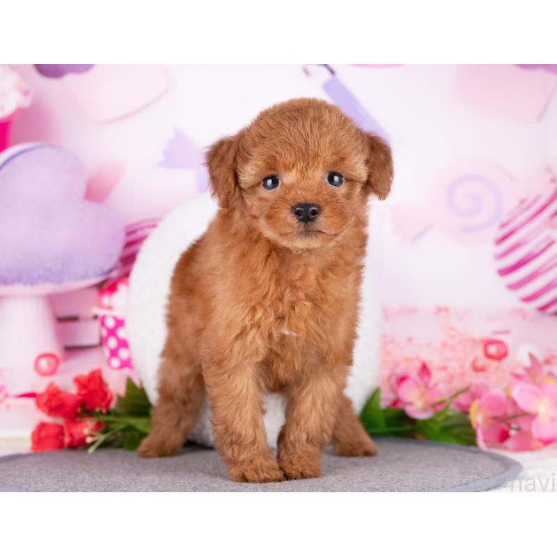 販売中の岐阜県のトイプードル-446090の4枚目