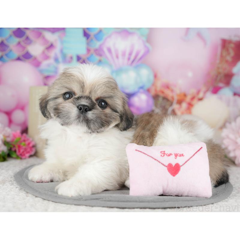 販売中の千葉県のミックス犬-446674の7枚目