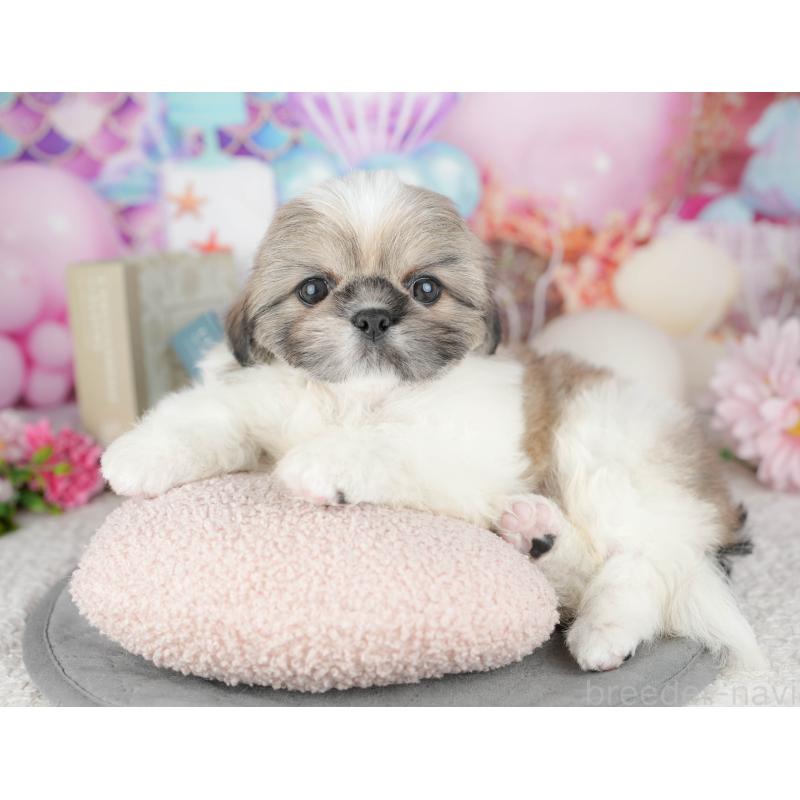 販売中の千葉県のミックス犬-446674の5枚目