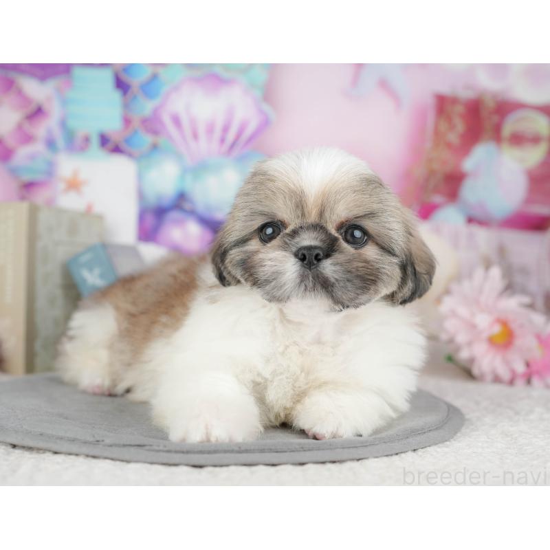 販売中の千葉県のミックス犬-446674の4枚目