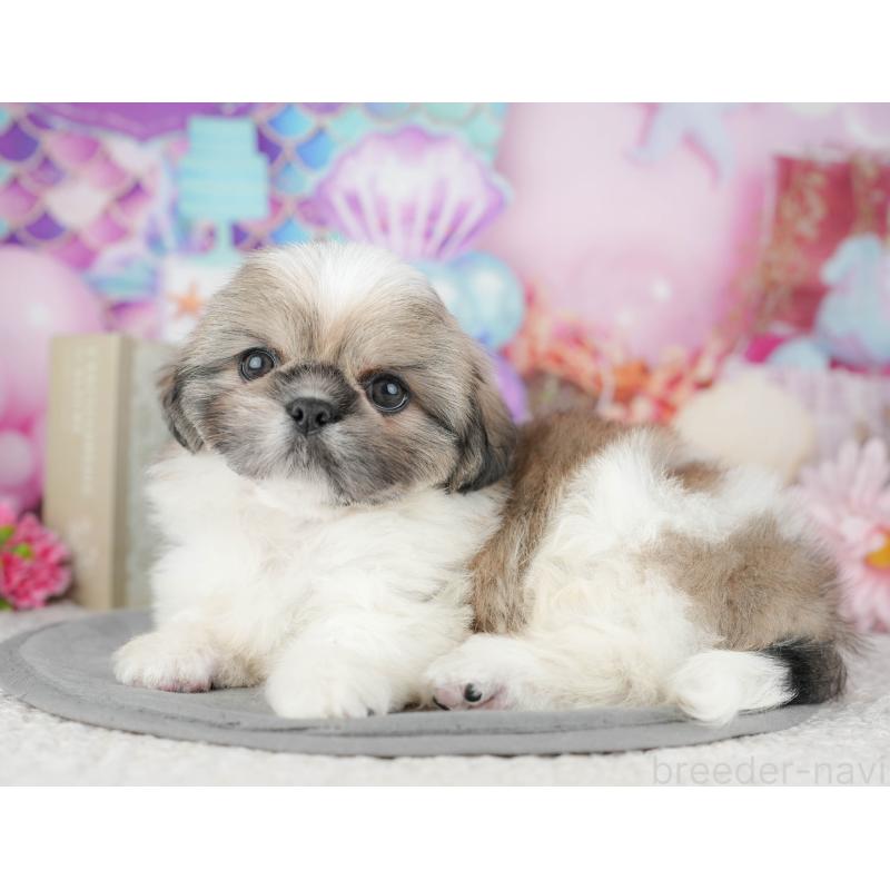 販売中の千葉県のミックス犬-446674の3枚目