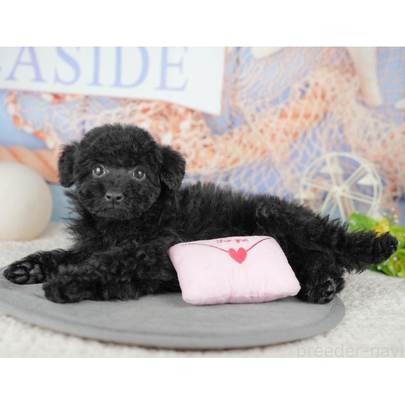 販売中の千葉県のトイプードル-446678の11枚目