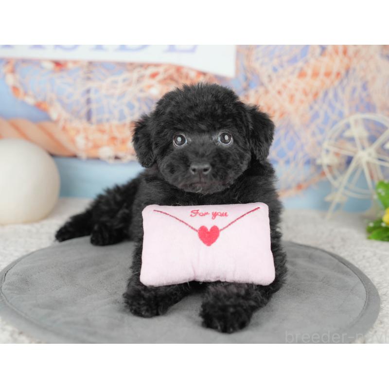 販売中の千葉県のトイプードル-446678の9枚目