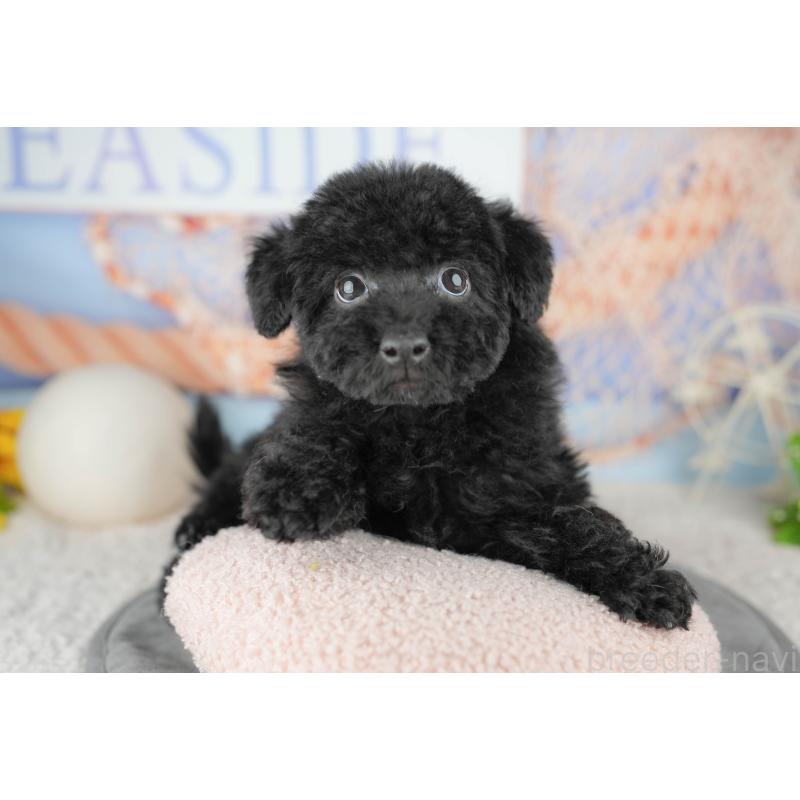 販売中の千葉県のトイプードル-446678の6枚目