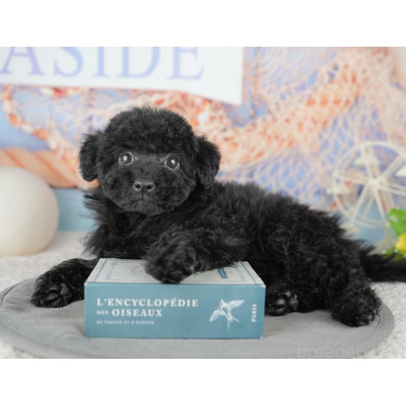 販売中の千葉県のトイプードル-446678の5枚目