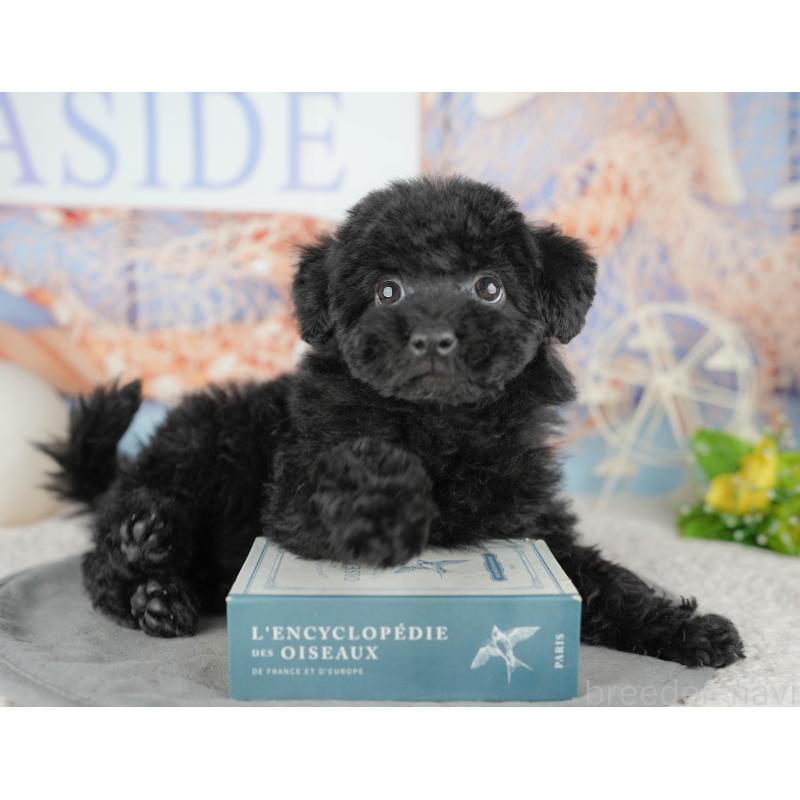 販売中の千葉県のトイプードル-446678の4枚目