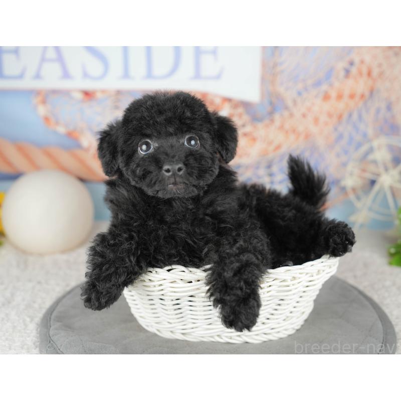 販売中の千葉県のトイプードル-446678の3枚目