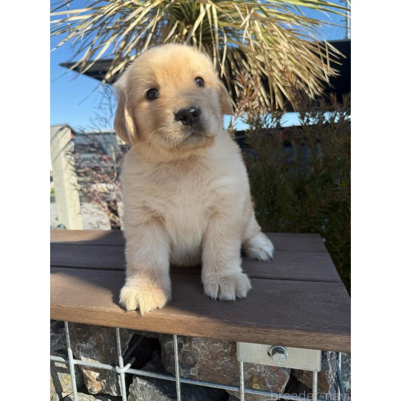 販売中の埼玉県のゴールデンレトリーバー-446094